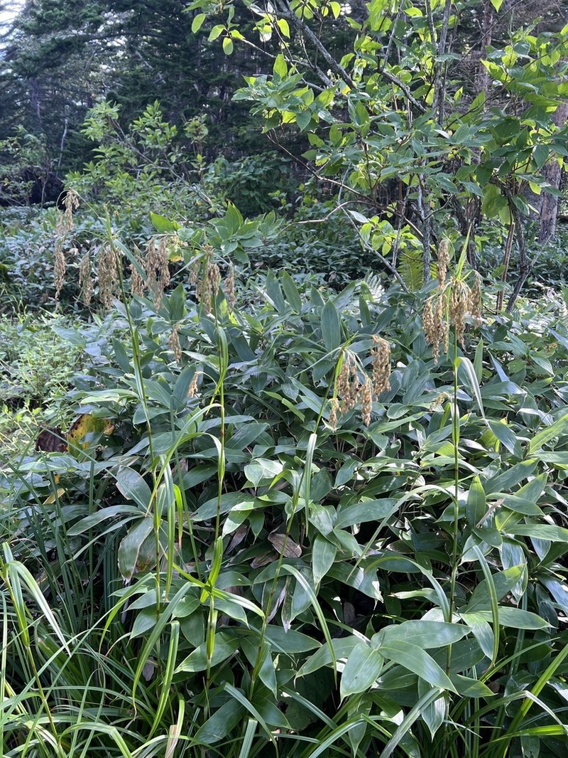 Scirpus orientalis