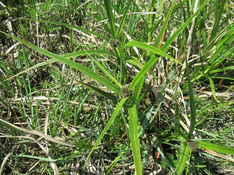 Scirpus orientalis photo 2