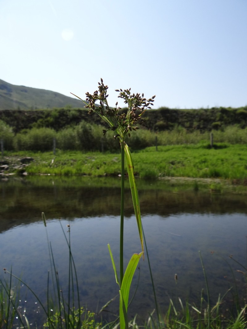 Scirpus orientalis photo 3