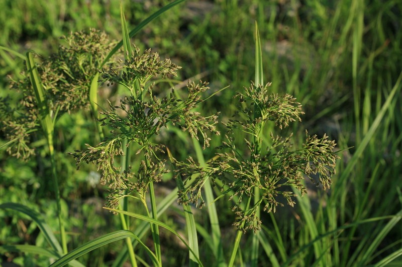 Scirpus orientalis photo 4