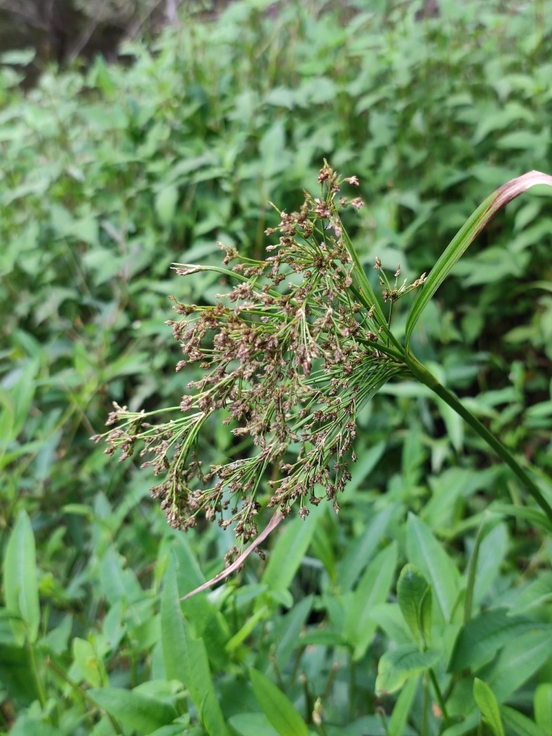 Scirpus orientalis photo 5