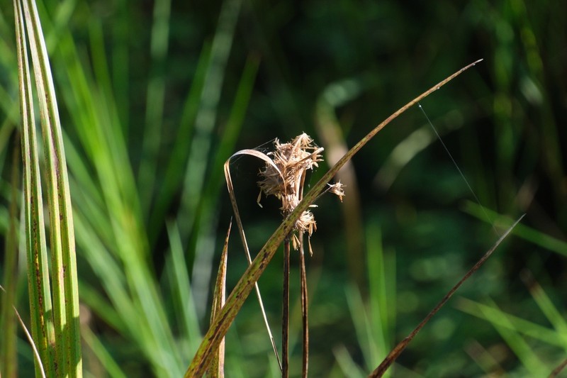 Scirpus orientalis photo 6