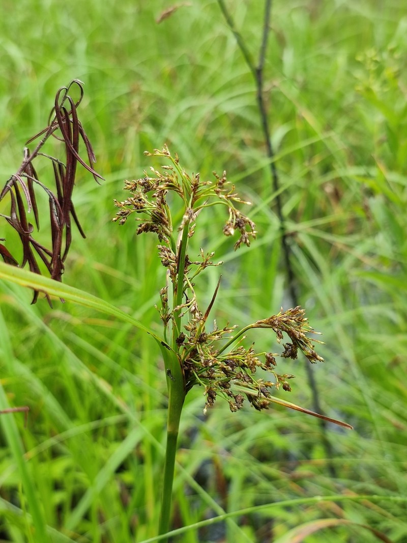 Scirpus orientalis photo 7