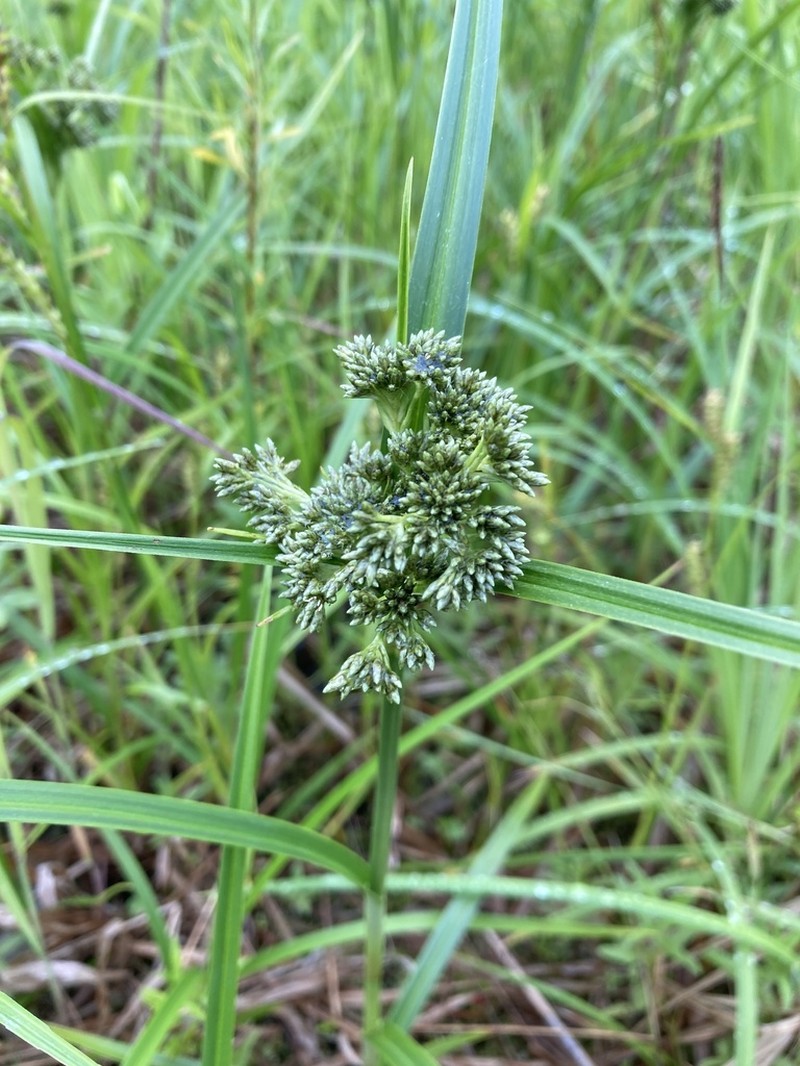 Scirpus orientalis photo 8