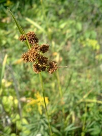 Cloaked Bulrush