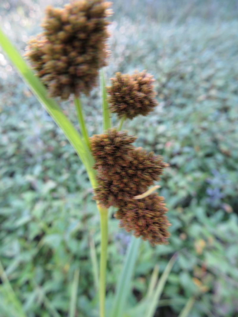 Cloaked Bulrush photo 2