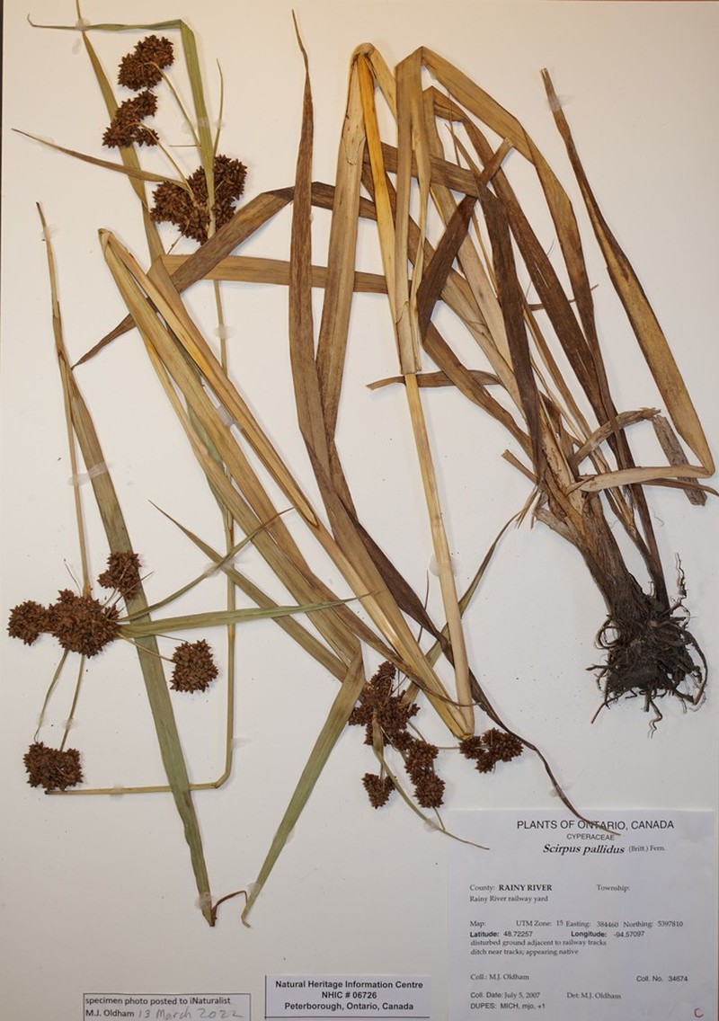 Cloaked Bulrush photo 3
