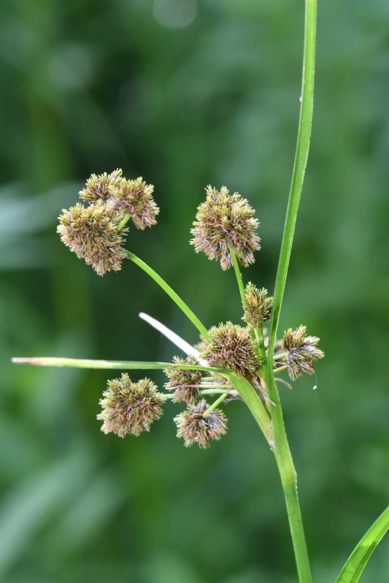 Cloaked Bulrush photo 4