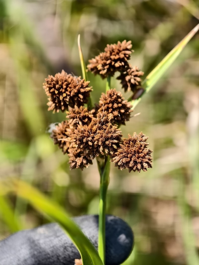 Cloaked Bulrush photo 5