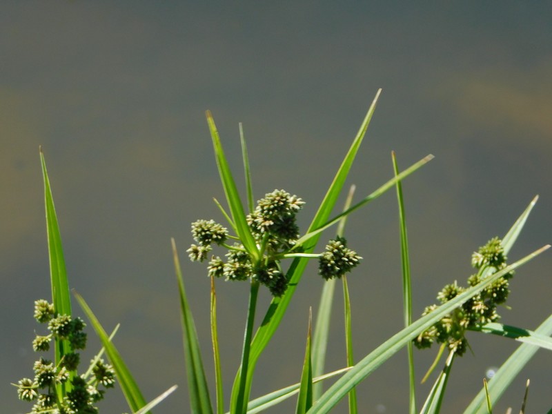 Cloaked Bulrush photo 6