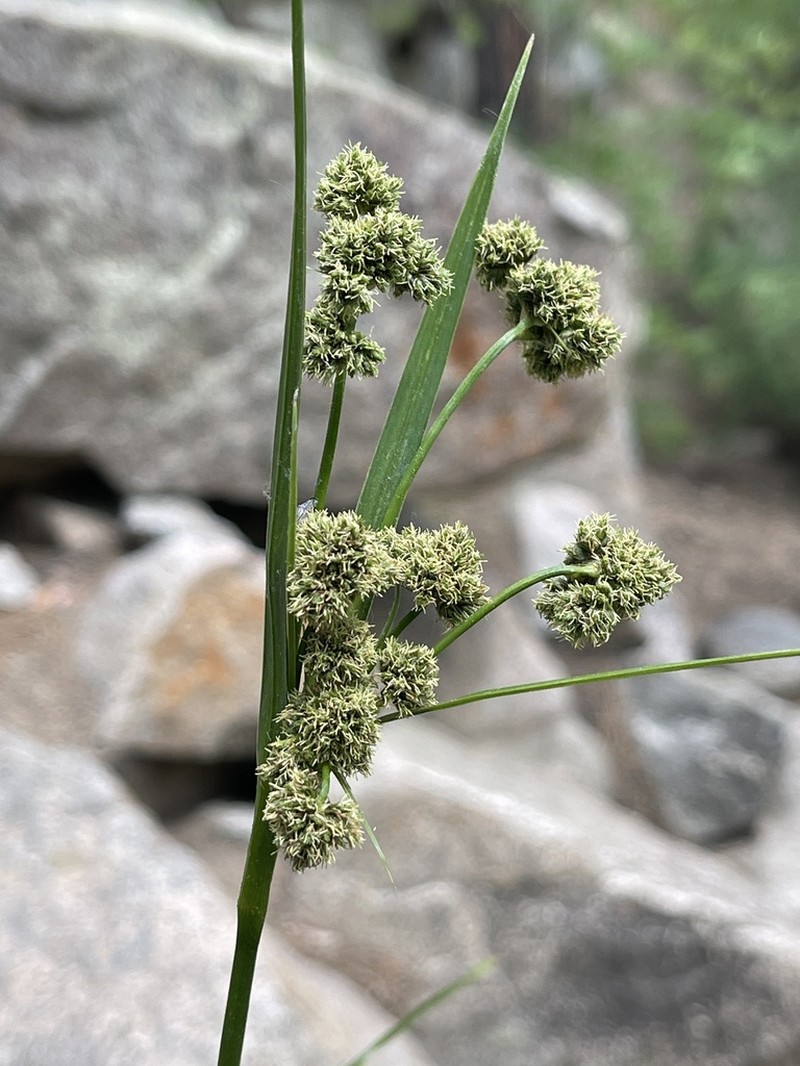 Cloaked Bulrush photo 7