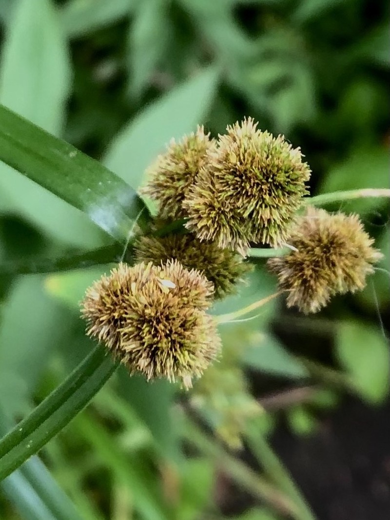 Cloaked Bulrush photo 8