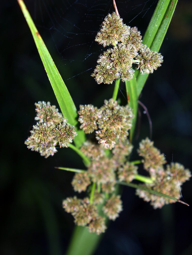 Cloaked Bulrush