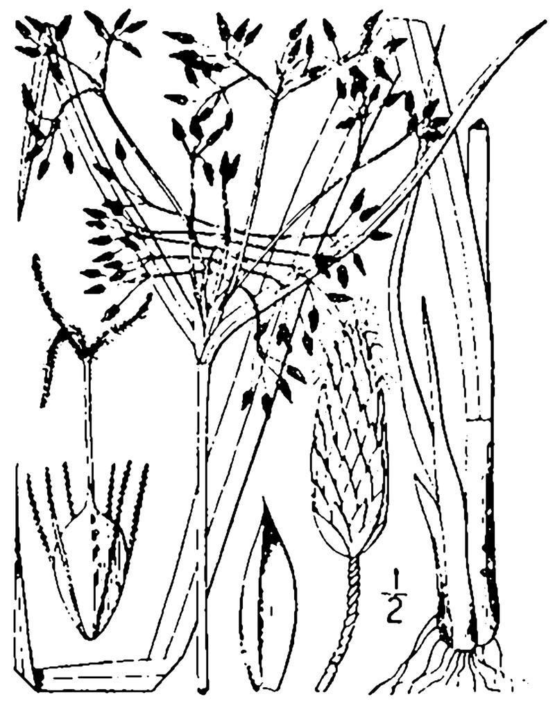 Bulrush