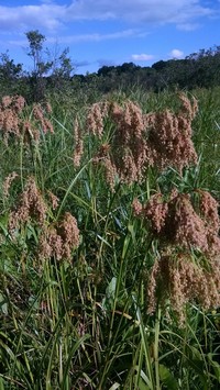 Stalked Bulrush