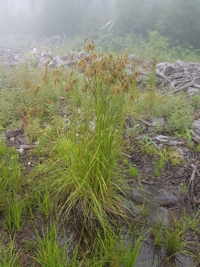 Stalked Bulrush photo 2