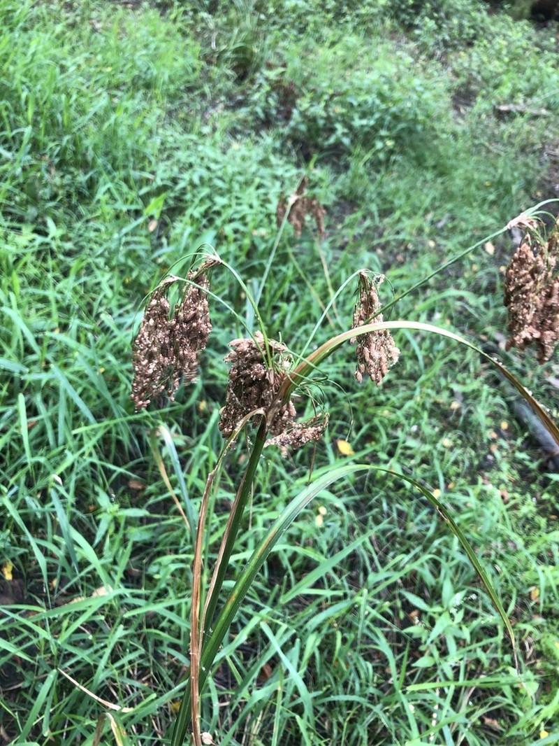 Stalked Bulrush photo 3