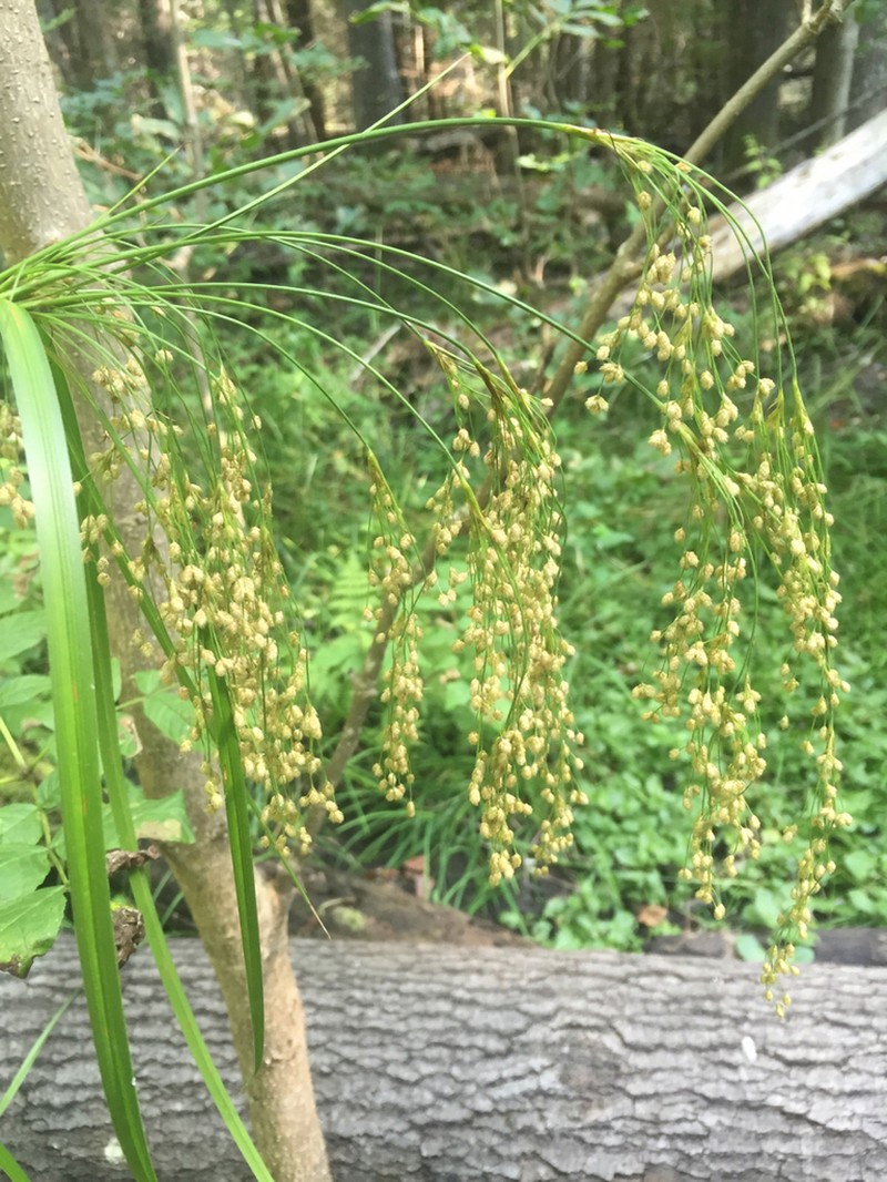 Stalked Bulrush photo 4