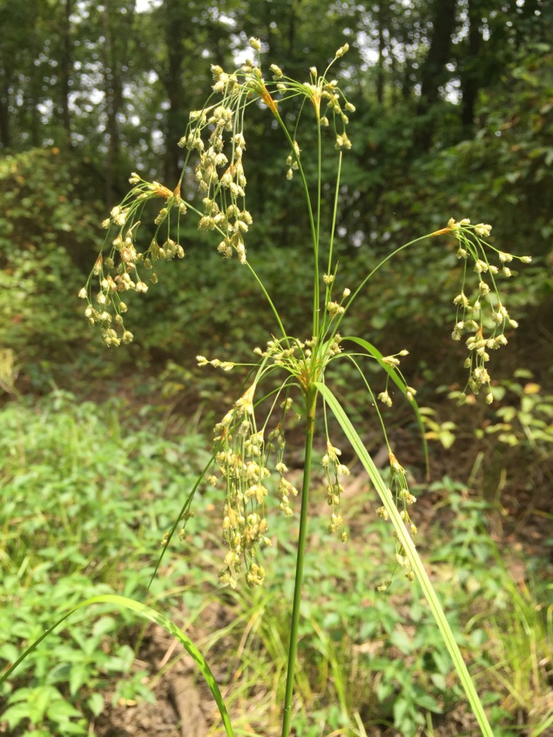 Stalked Bulrush photo 5