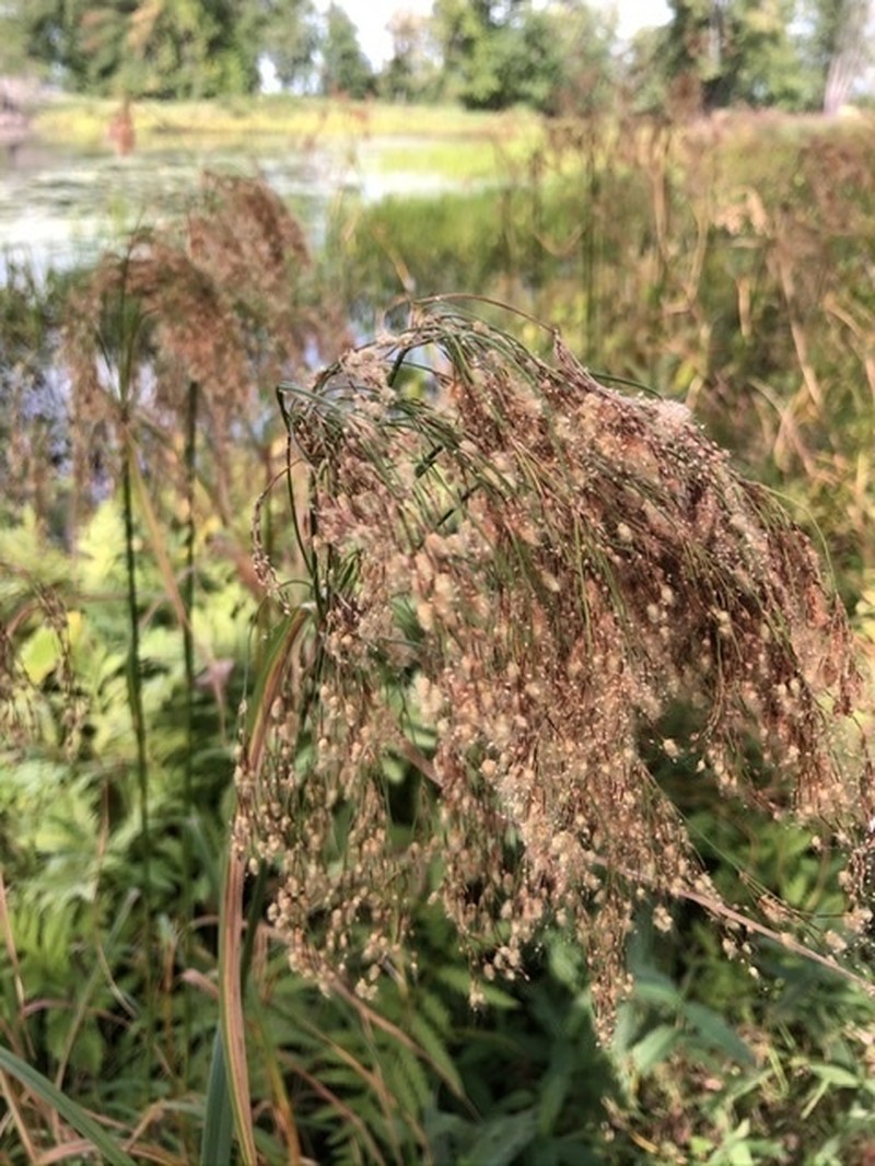 Stalked Bulrush photo 6