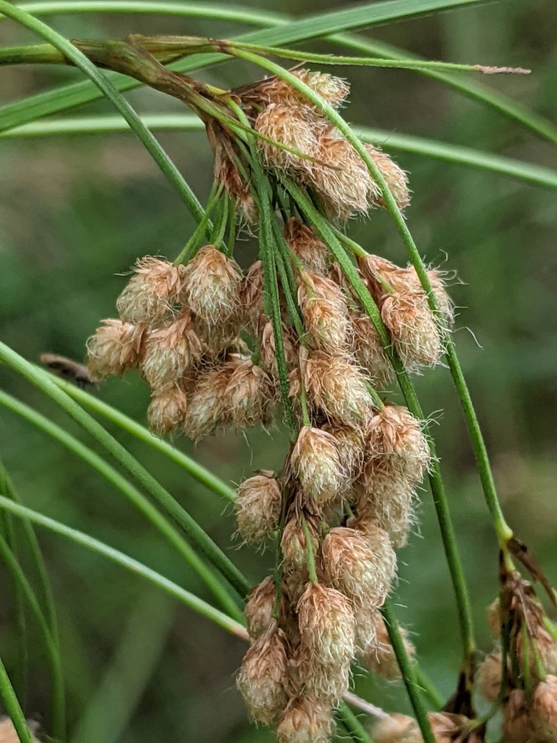 Stalked Bulrush photo 7