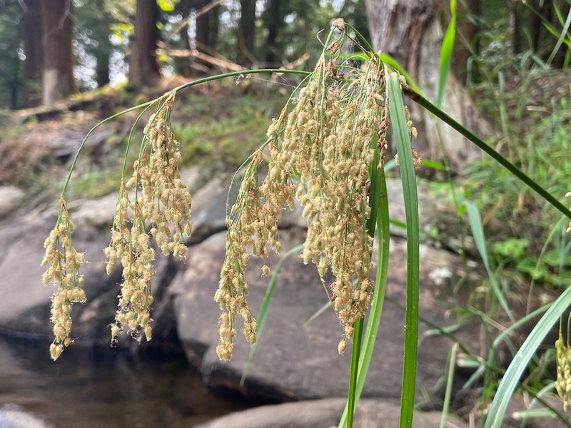 Stalked Bulrush photo 8