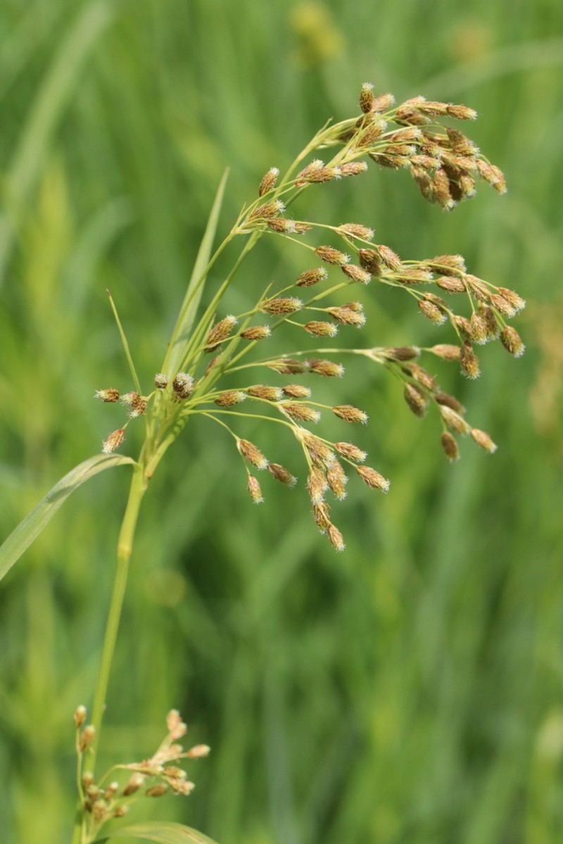 Rufous Bulrush photo 4