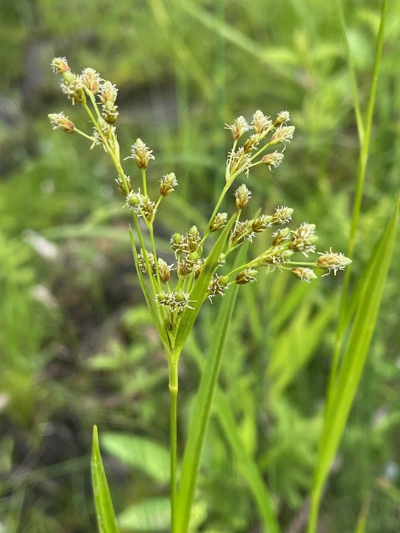 Rufous Bulrush photo 6