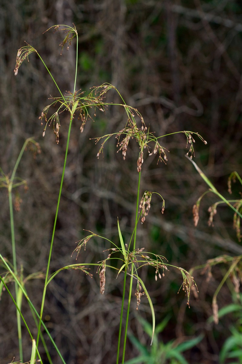 Rufous Bulrush photo 7
