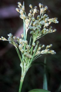 Rufous Bulrush