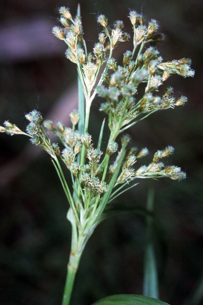 Rufous Bulrush