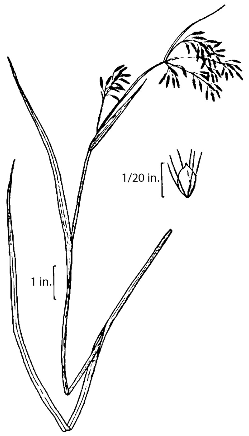 Rufous Bulrush photo 2