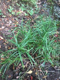 Leafy Bulrush
