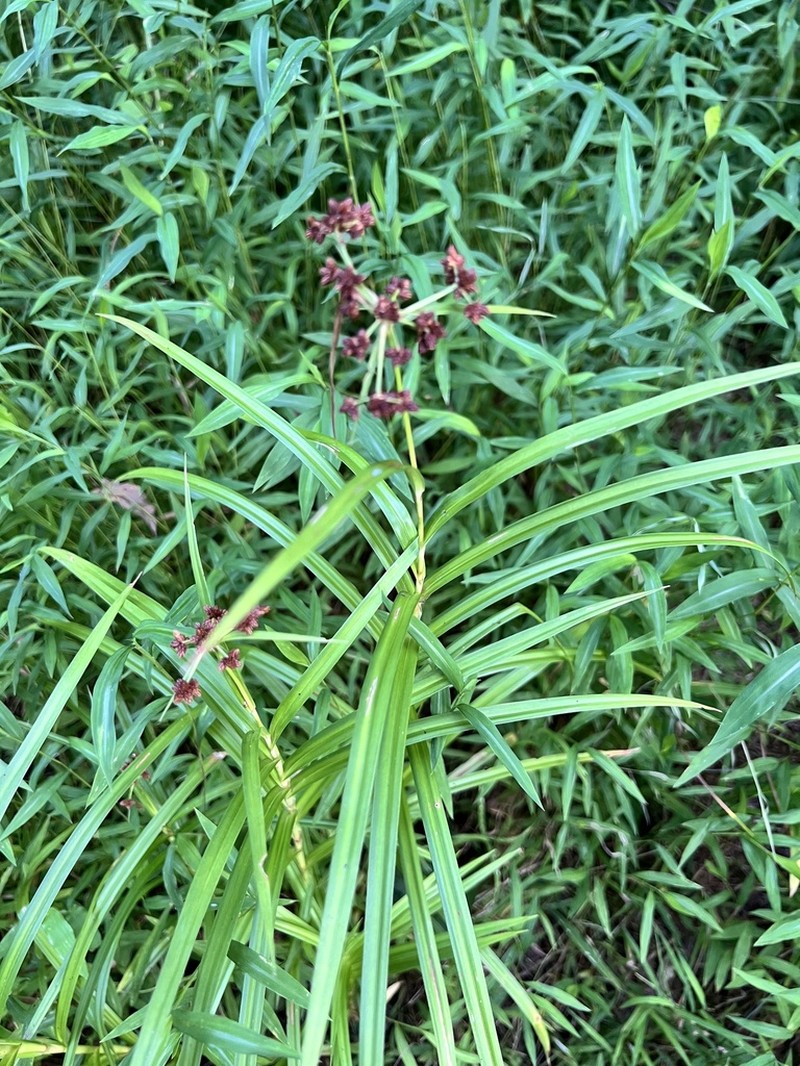 Leafy Bulrush photo 2