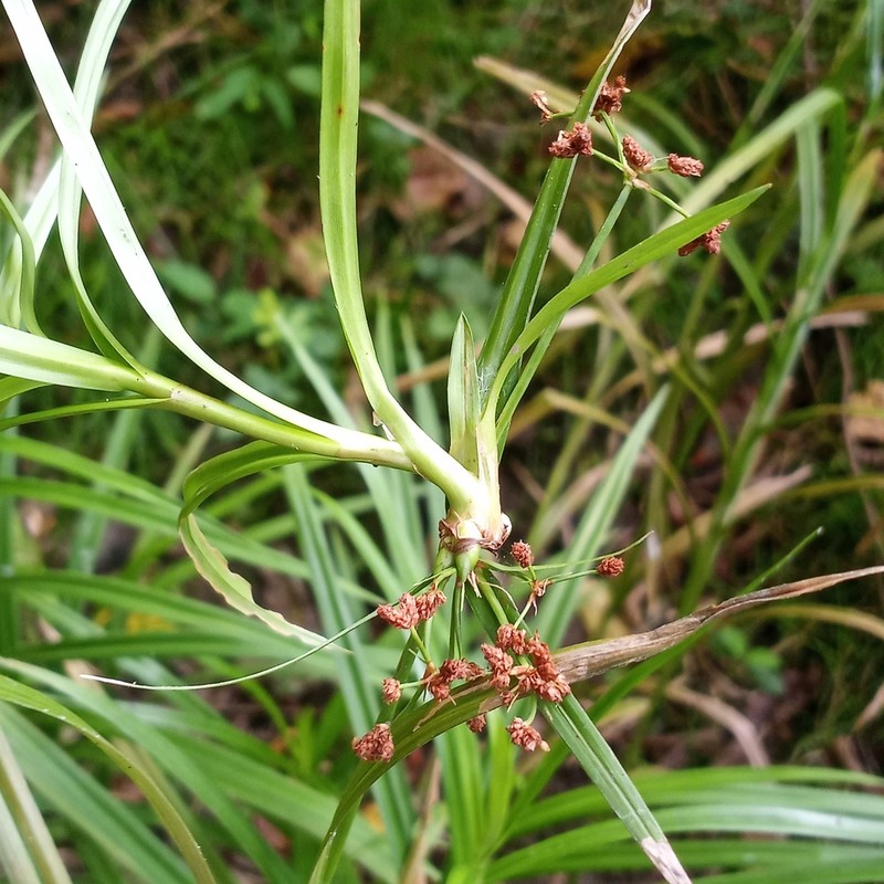 Leafy Bulrush photo 3