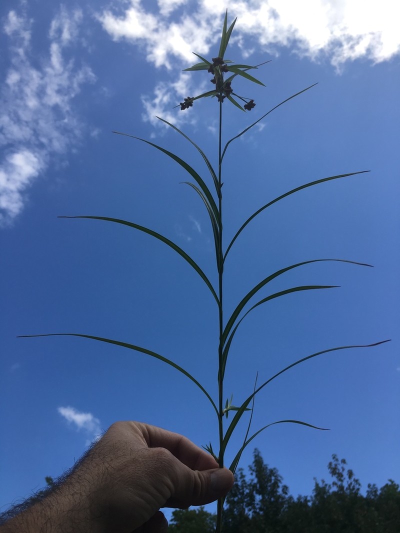 Leafy Bulrush photo 4