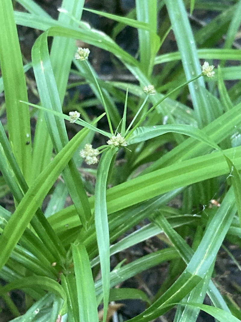 Leafy Bulrush photo 5