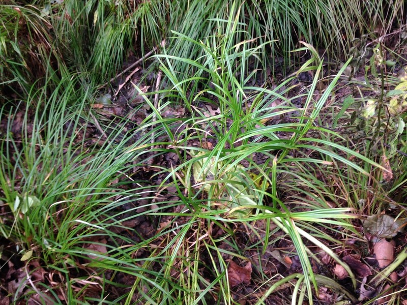 Leafy Bulrush photo 6