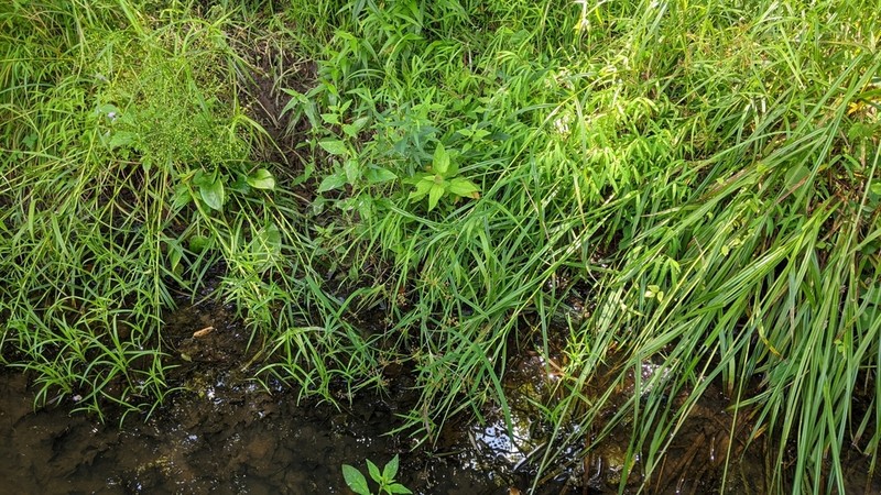 Leafy Bulrush photo 8