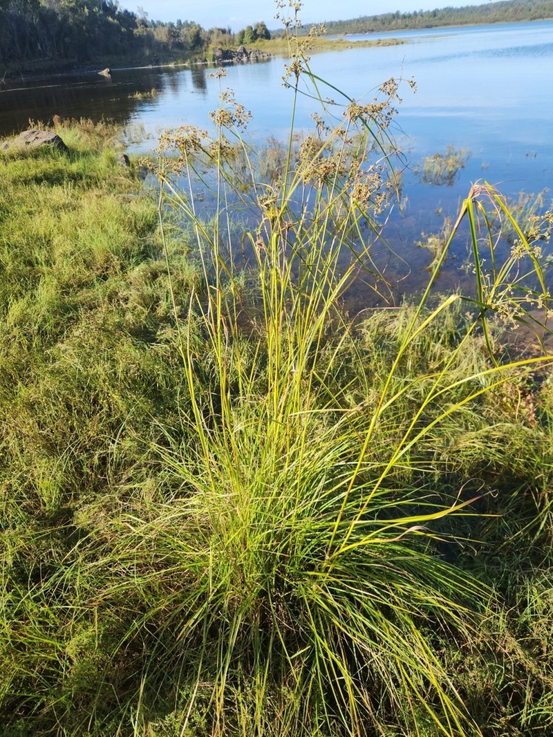 Scirpus polystachyus