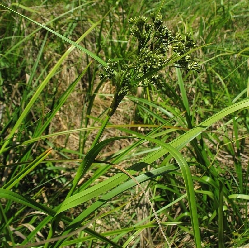 Scirpus polystachyus photo 2