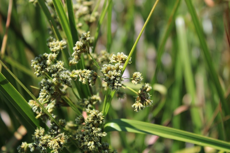 Scirpus polystachyus photo 3