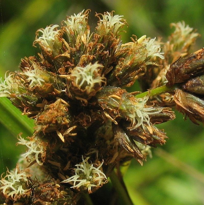 Scirpus polystachyus photo 5
