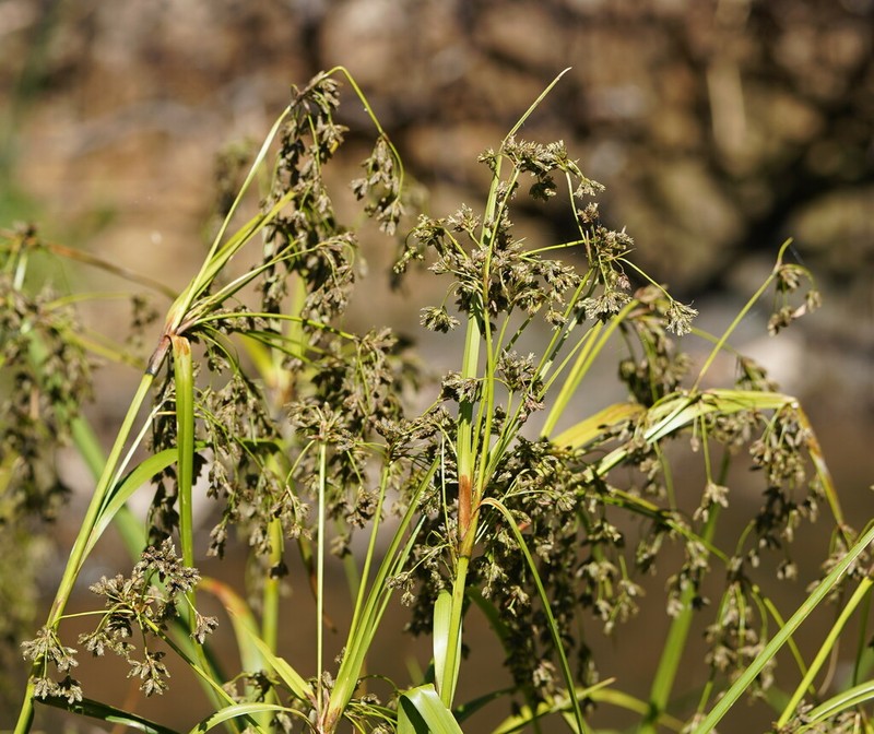 Scirpus polystachyus photo 6