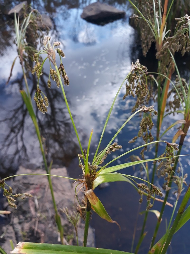 Scirpus polystachyus photo 7