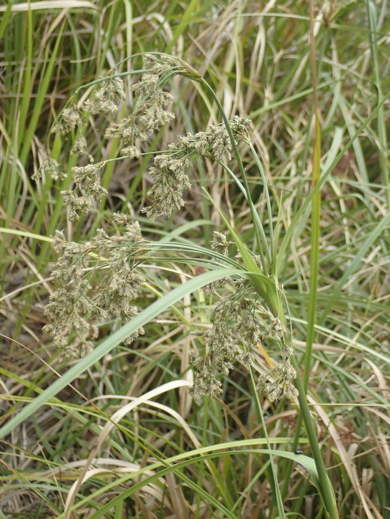 Scirpus polystachyus photo 8