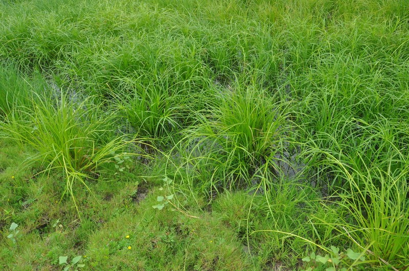 Scirpus radicans