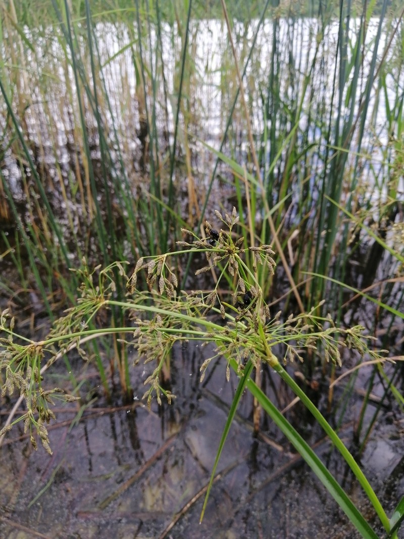 Scirpus radicans photo 2