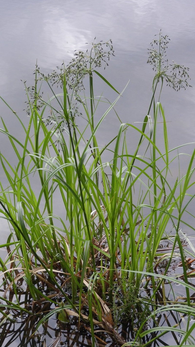Scirpus radicans photo 3