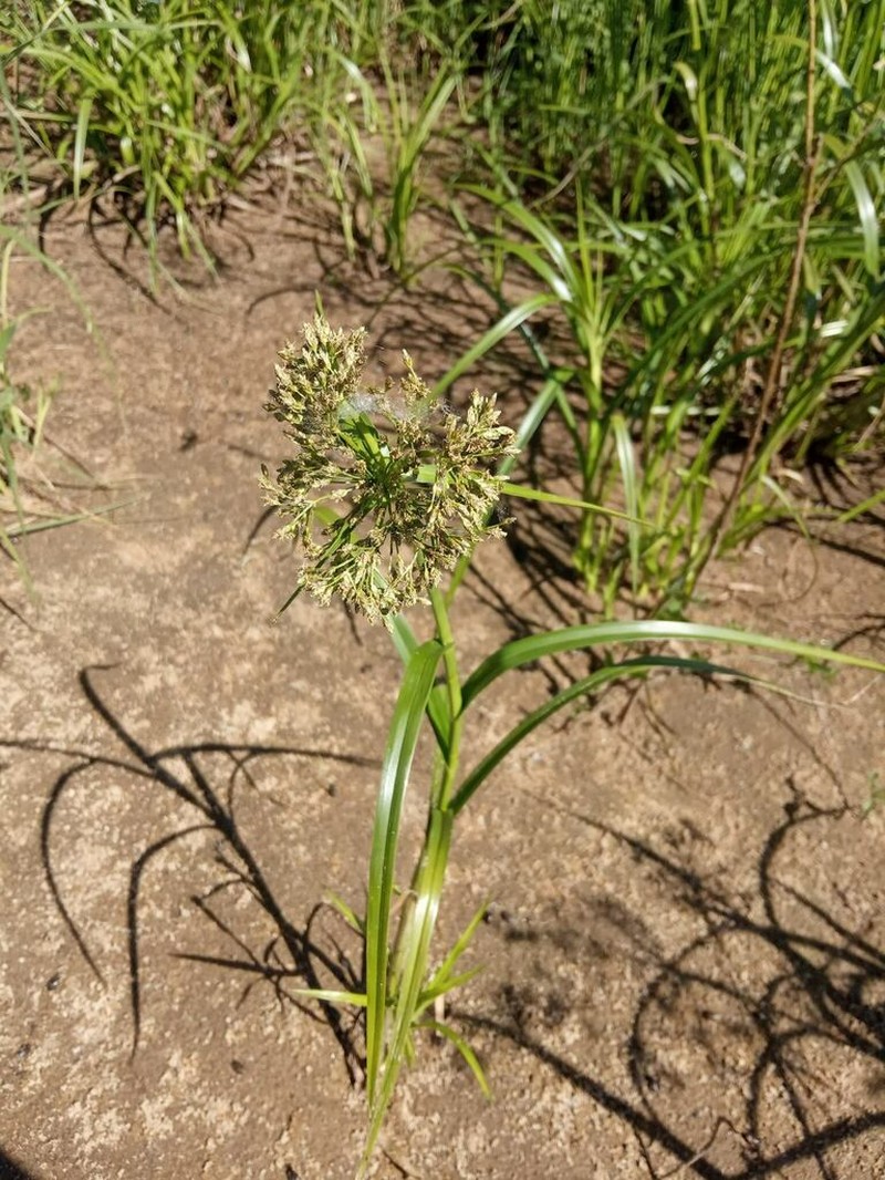 Scirpus radicans photo 4